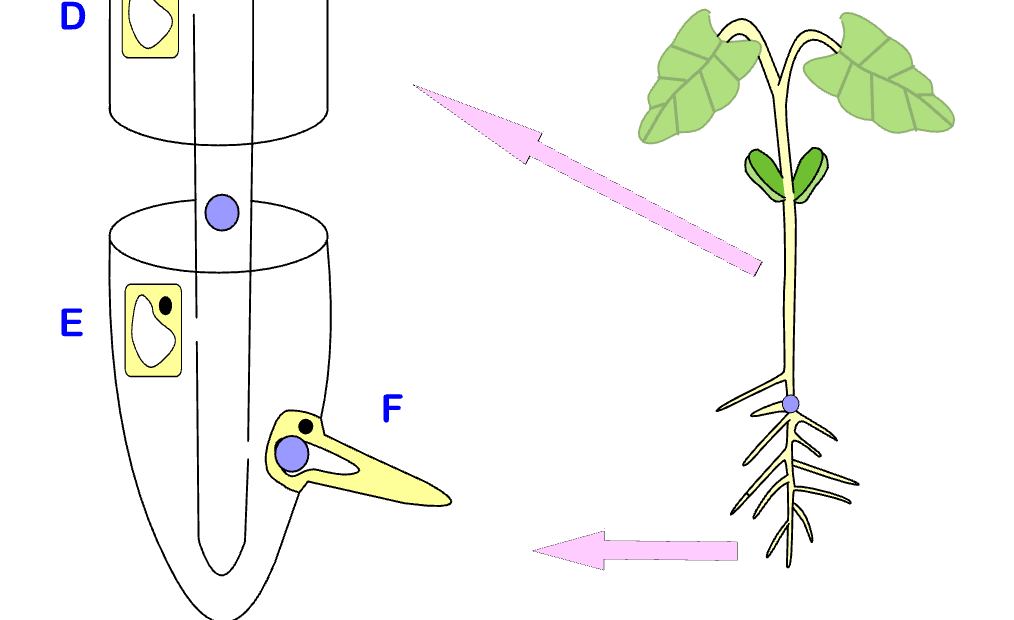 photosynthesis